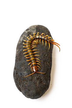 Giant centipede Scolopendra crawling on natural stone isolated on white background studio macro photograph