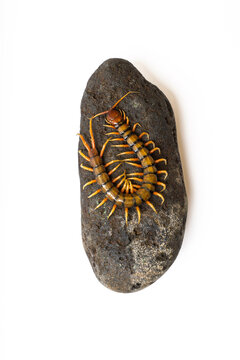 Giant centipede Scolopendra crawling on natural stone isolated on white background studio macro photograph