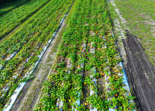 Aerial view of Trask Family Farms featuring rows of pumpkins growing on vines with plastic mulch and soil paths, Castle Hayne, North Carolina, United States.