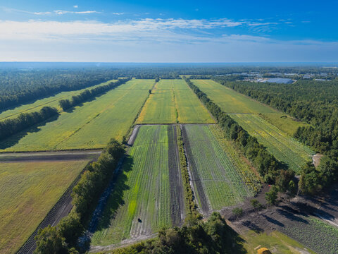 Aerial view of Trask Family Farms featuring expansive agricultural fields with rows of crops and surrounding forest in Castle Hayne, North Carolina, United States.