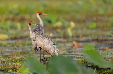 Fototapeta premium Two Brolga (Antigone rubicunda) at a swamp, around Yellow Water, Northern Territory, Australia
