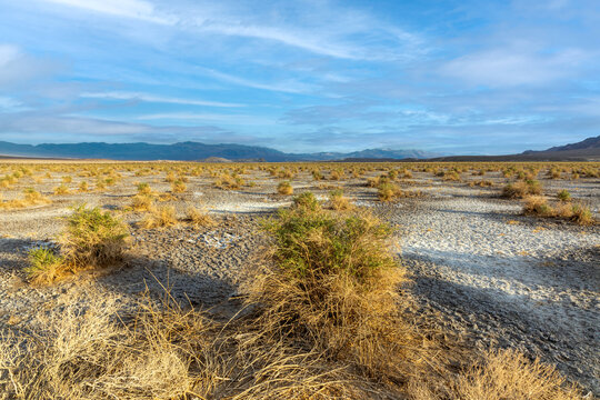 devils corn field, scenic desert plants  in the death valley desert in sunset light