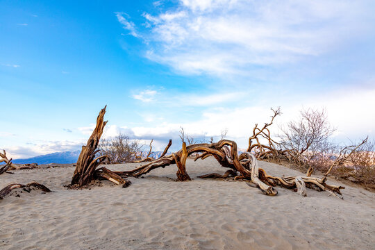 scenic desert plants  in the death valley desert in sunset light at the mesquite dunes