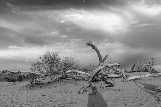 Mesquite flats in the death valley desert in sunset light