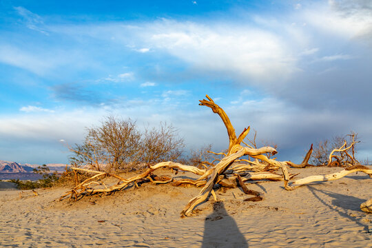 Mesquite flats in the death valley desert in sunset light