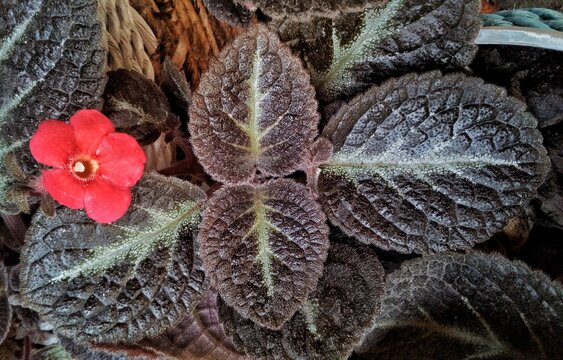 Close Up of Episcia Plant with Dark Velvet Leaves and Red Flower