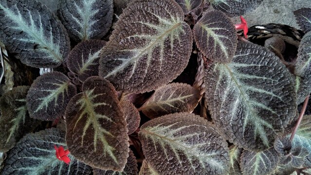 Top View of Episcia Plant with Textured Dark Velvet Leaves and Silver Veins