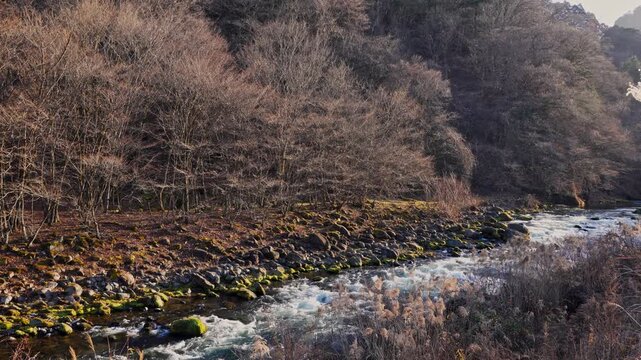 Wide view of flowing river rapids bordered by leafless woodland and rocky terrain, capturing the quiet natural beauty of Japan during the colder season.