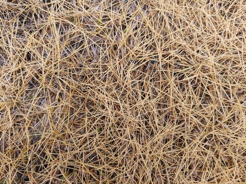 Background texture of dry straw and randomly scattered yellow grass