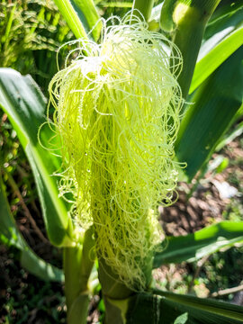 Close-up of Green Corn Silk on Maize Plant