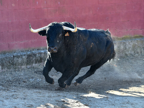 a black bull running in the spanish bullring in a traditional spectacle of bullfight