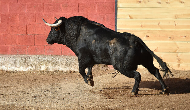 a black bull running in the spanish bullring in a traditional spectacle of bullfight