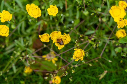 bumblebee on buttercups