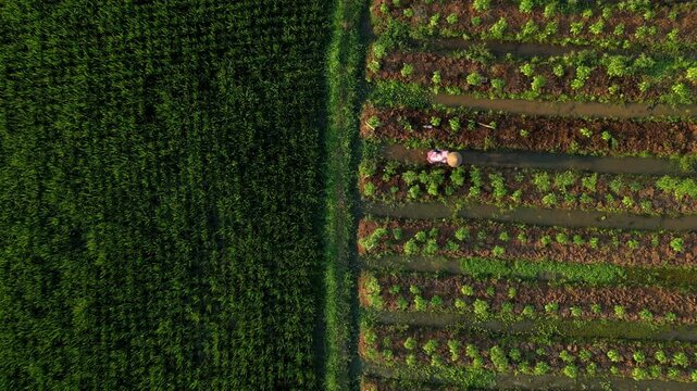 Aerial view of a farmer working in the Kesongo rice fields with lush green crops and irrigation rows in Tuntang, Central Java, Indonesia.