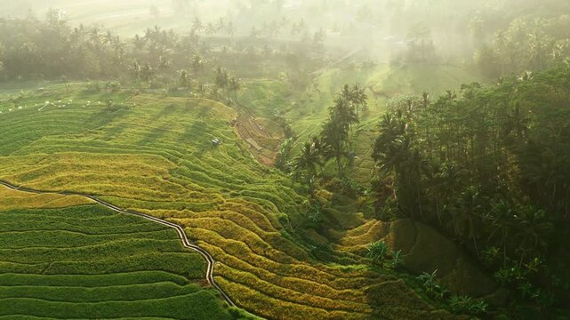 Aerial view of Kayuwangi Lor rice terraces with lush green paddies, palm trees, and morning mist in Banyubiru, Central Java, Indonesia.