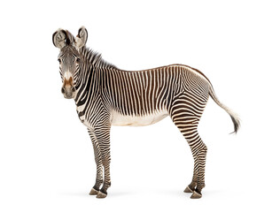 Naklejka premium Grevy's zebra standing facing camera on white
