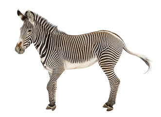 Fototapeta premium Grevy's zebra standing with distinctive stripes transparent background