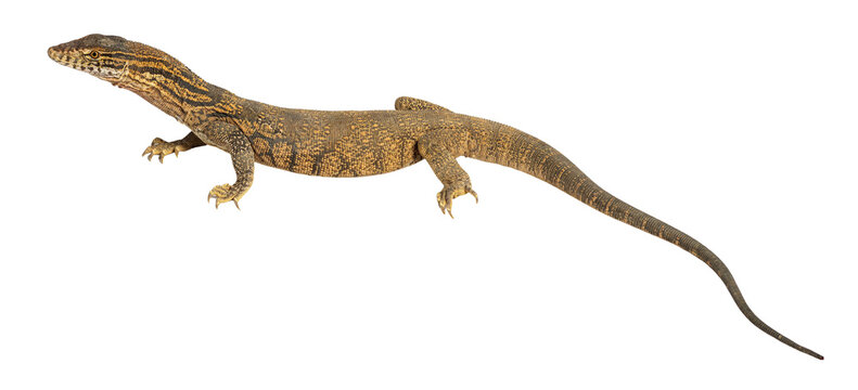 Sand goanna monitor lizard walking transparent background