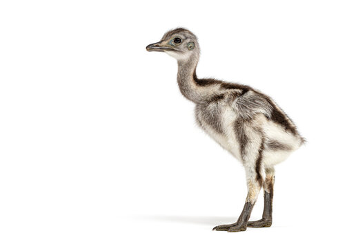 Lesser rhea chick standing looking curious