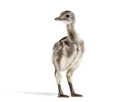 Lesser rhea chick standing looking away