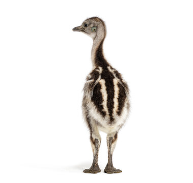 Baby darwin's rhea chick standing on white background
