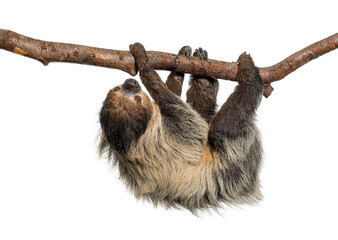 Linnaeus's two toed sloth hanging from branch © Eric Isselée