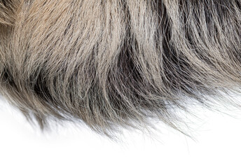 Fototapeta premium Linnaeus's two toed sloth hair close up detail