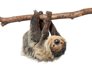 Linnaeus's two toed sloth hanging upside down on branch © Eric Isselée