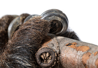 Fototapeta premium Linnaeus's two toed sloth claws gripping tree branch