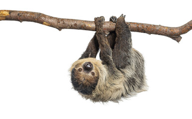 two toed sloth  choloepus didactylus   hanging upside down on branch © Eric Isselée