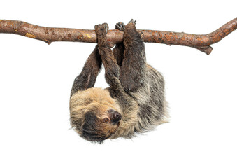 Linnaeus's two toed sloth hanging on a branch © Eric Isselée