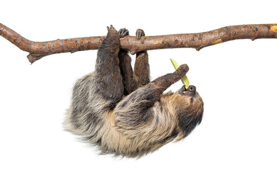 Linnaeus's two toed sloth hanging and eating