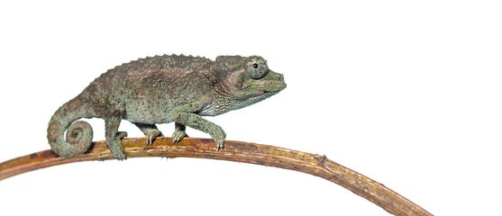Jackson's horned chameleon crawling on a branch © Eric Isselée