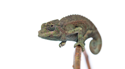 Jackson's horned chameleon perching on a tree branch © Eric Isselée