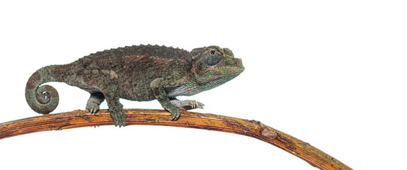 Naklejka premium Jackson's horned chameleon perching on a brown branch