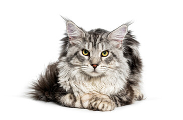 Maine coon cat lying down looking at camera © Eric Isselée