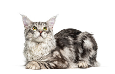 Maine coon kitten lying looking up on white © Eric Isselée