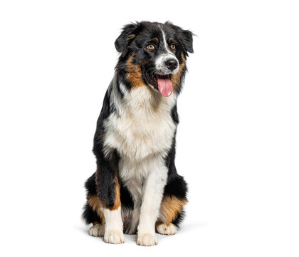 Australian shepherd dog sitting looking at camera