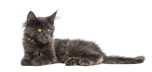 Maine coon kitten with gray fur and yellow eyes © Eric Isselée