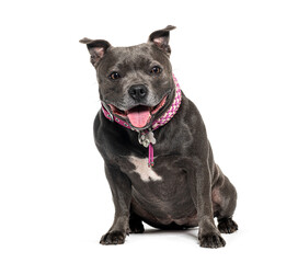 Naklejka premium Staffordshire bull terrier sitting against white background