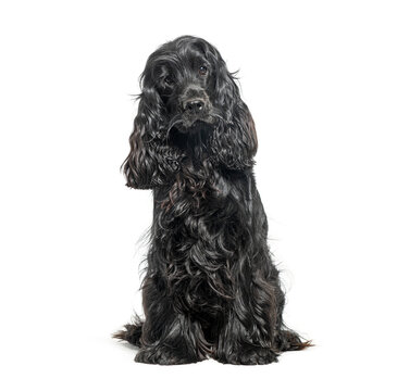 Black english cocker spaniel sitting and looking