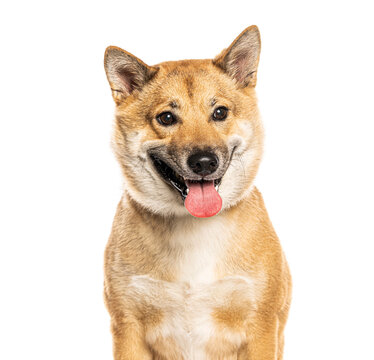 Shiba inu dog smiling with tongue out expression