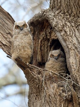 Two cute fluffy owlets (Great Horned Owl chicks) sitting inside and outside a tree hollow nest in the wild
