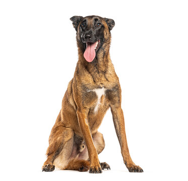 Belgian malinois dog sitting and panting with tongue out