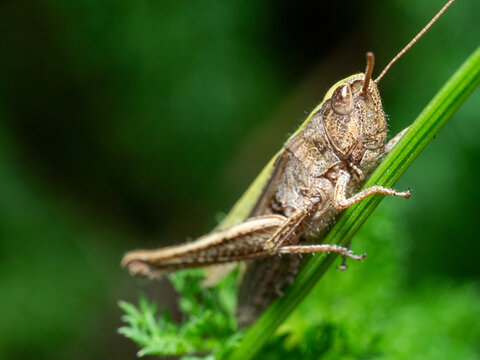 Tiny grasshopper perches on slender green blade