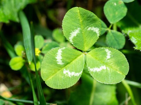 Green clover leaf with white spots