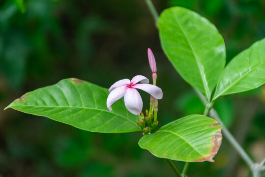 Delicate pink tropical flower blooming among fresh green leaves soft dark natural background showing vibrant botanical beauty peaceful garden
