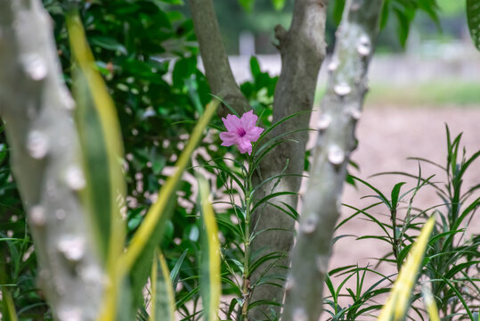 Delicate pink flower blooming among lush green leaves tree trunks tropical garden creating peaceful natural botanical background