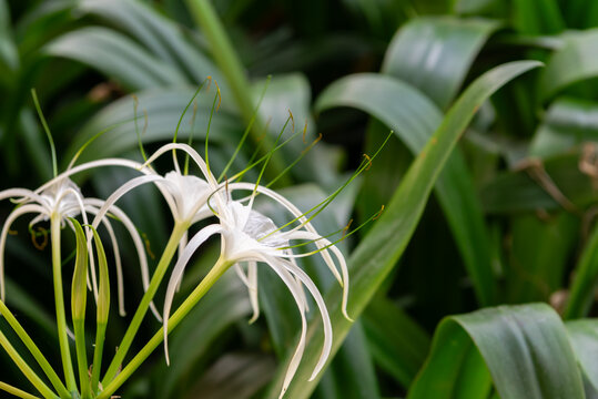 Elegant white spider lily flowers blooming among lush green leaves tropical garden delicate curved petals long stamens creating fresh natural botanical view