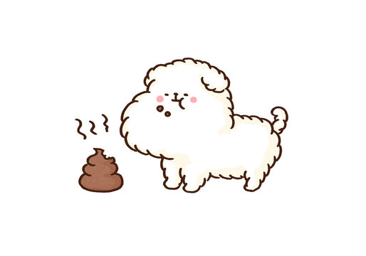 White maltese eating its own excrement, canine coprophagia or abnormal pet behavior concept